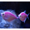 Тернеция GloFish фиолетовая — генетически модифицированная форма тернеции (Gymnocorymbus ternetzi), получившая название от английских слов glow («сияющий», «свечение») и fish («рыба»). Её отличительная особенность — способность светиться в темноте или под воздействием синего или ультрафиолетового освещения благодаря встроенному гену медуз или кораллов.