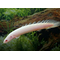 ПОЛИПТЕРУС СЕНЕГАЛЬСКИЙ АЛЬБИНОС 6-7см - Polypterus bichir albinotica