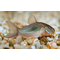 Золотистый сомик (лат. Corydoras aeneus)