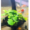 АНУБИАС на коряге 15-20см НАНА ЗОЛОТОЙ - Anubias nana sp golden on driftwood / ALEXAM