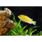 ЛАБИДОХРОМИС ЕЛЛОУ 4-5см - Labidochromis caeruleus