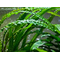КРИПТОКОРИНА АПОНОГЕТОН - Cryptocoryne aponogetifolia