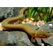 КАЛАБАРСКИЙ КАЛАМОИХТ - Erpetoichthys calabaricus