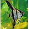 Скалярия зебра (Zebra Angelfish) — селекционная форма обыкновенной скалярии (Pterophyllum scalare).