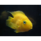 Yellow Parrot Cichlid (жёлтый попугай) — гибридная цихлида, искусственно выведенная в середине XX века на Тайване. Не встречается в природе.