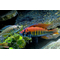 ХАПЛОХРОМИС НИЕРЕРИ - Haplochromis nyererei