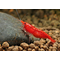 Креветка «Красный огонь» (Red Fire Shrimp) — селекционная форма пресноводной креветки Neocaridina heteropoda. Также известна как «Тайваньский красный огонь» или «креветка Сакура».