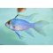 РАМИРЕЗИ ГОЛУБАЯ ВУАЛЕВАЯ, Mikrogeophagus ramirezi