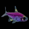 ТЕТРА ПРИСТЕЛЛА ФИОЛЕТОВАЯ ГЛОФИШ - Pristella glofish