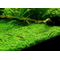 ХЕМИАНТУС КУБА - Hemianthus callitrichoides Cuba