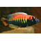 ХАПЛОХРОМИС МАКОБЕ - Haplochromis sauvagei var. Makobe