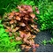 ЛЮДВИГИЯ БОЛОТНАЯ КРАСНАЯ - Ludwigia palustris red