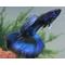 ГУППИ МОСКОВСКИЙ СИНИЙ