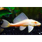 ПЛЕКОСТОМУС АЛЬБИНОС - Hypostomus plecostomus