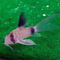 КОРИДОРАС ПАНДА ВУАЛЬ - Corydoras panda