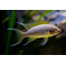 ДАФФОДИЛ - Neolamprologus pulcher Daffodil