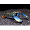 РАК БОЭСМАНА СИНЯЯ ЛУНА - Cherax boesemani sp.var. Blue Moon