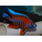 АУЛОНОКАРА КРАСНЫЙ ПАВЛИН - Aulonocara jacobfreibergi var.eureka red peacock