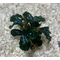 БУЦЕФАЛАНДРА ТЕМНЫЙ ФАНТОМ - Bucephalandra dark phantom