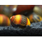 УЛИТКА РЕЙСЕР НЕРИТИНА - Racer Nerite Snail