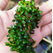 БУЦЕФАЛАНДРА БАЯН мини узколистная - Bucephalandra boyan mini narrow