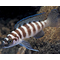 ЛАМПРОЛОГУС ЦИЛИНДРИКУС - Neolamprologus cylindricus