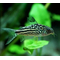 КОРИДОРАС НАПОЕНСИС, Напо, Напоэнзис - Corydoras Napoensis
