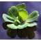 Пистия телорезовидная (Pistia stratiotes)
