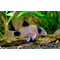 КОРИДОРАС ПАНДА - Corydoras panda