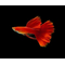 ГУППИ ФУЛ РЕД АЛЬБИНО, КРАСНЫЙ КРАСНОГЛАЗЫЙ - Guppy full red albino