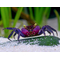 КРАБ ВАМПИР ПУРПУРНЫЙ фиолетовый - Geosesarma - CRAB-VAMPIRE (PURPLE)
