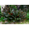 КРИПТОКОРИНА МИ ОЙЯ - Cryptocoryne wendtii Ми Oya