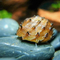 УЛИТКА ЁЖИК КОРОЛЕВСКИЙ НЕРИТИНА - Neritina juttingae King Koopa Nerite Snail