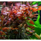ЛЮДВИГИЯ ПЕРУАНСКАЯ (ДАЙМОНД) - Ludwigia peruensis diamond