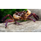 КРАБ ТОВУТИ БЕЛОКЛЕШНЕВЫЙ - Syntripsa flavichela - White Claw Towuti Crab
