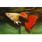 ГУППИ ШОТБОДИ КОИ - Guppy shoot body Koi Silverado
