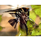 Скалярия чёрная кои — селекционная форма обыкновенной скалярии (Pterophyllum scalare). Характеризуется насыщенной чёрной окраской тела.