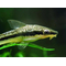 ОТОЦИНКЛУС - Otocinclus affinis