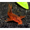 ЛОРИКАРИЯ КРАСНАЯ 4-5см - Rhineloricaria sp. red