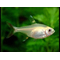 ТЕТРА ПРИСТЕЛЛА АЛЬБИНОС - Pristella maxillaris albino