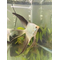 Pterophyllum scalare Bulgarian Seal Point — селекционная форма обычной скалярии, выведенная в Болгарии в качестве декоративной рыбки.