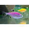 Тетра Пристелла Гло Фиолетовая (Pristella maxillaris GloFish) — генетически модифицированная форма обычной пристеллы, известная своей яркой флуоресцентной окраской. Эта окраска получена путём внедрения в ДНК рыбок генов флуоресцентных белков от кораллов и медуз.