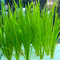 ВАЛЛИСНЕРИЯ - Vallisneria