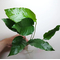 АНУБИАС БАРТЕРА КРИСПУС - Anubias barteri crispus