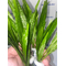 ПАПОРОТНИК ТАИЛАНДСКИЙ - Microsorum pteropus