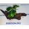 Растение на коряге АНУБИАС НАНА БОНСАЙ