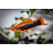 Red Tuxedo Swordtail — название кубинского меченосца (цветной морфы меченосцев). Это гибрид между обычным Зелёным меченосцем и Пецилией тукседо. Название «кубинец» вид получил за то, что ранее завозился в СССР только с Кубы.