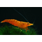 Креветка оранжевая мандаринка неокаридина (Neocaridina Orange) — одна из разновидностей декоративных креветок для аквариума.