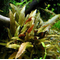 КРИПТОКОРИНА УОКЕРА - Cryptocoryne walkeri