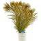 ПЕРИСТОЛИСТНИК КРАСНЫЙ  - Myriophyllum matogrossensis
